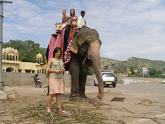 The Great Elephant Debate