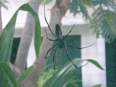 Insect Planet
