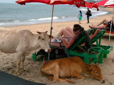 Gotta Goa