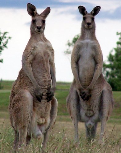 Kangaroo Invasion