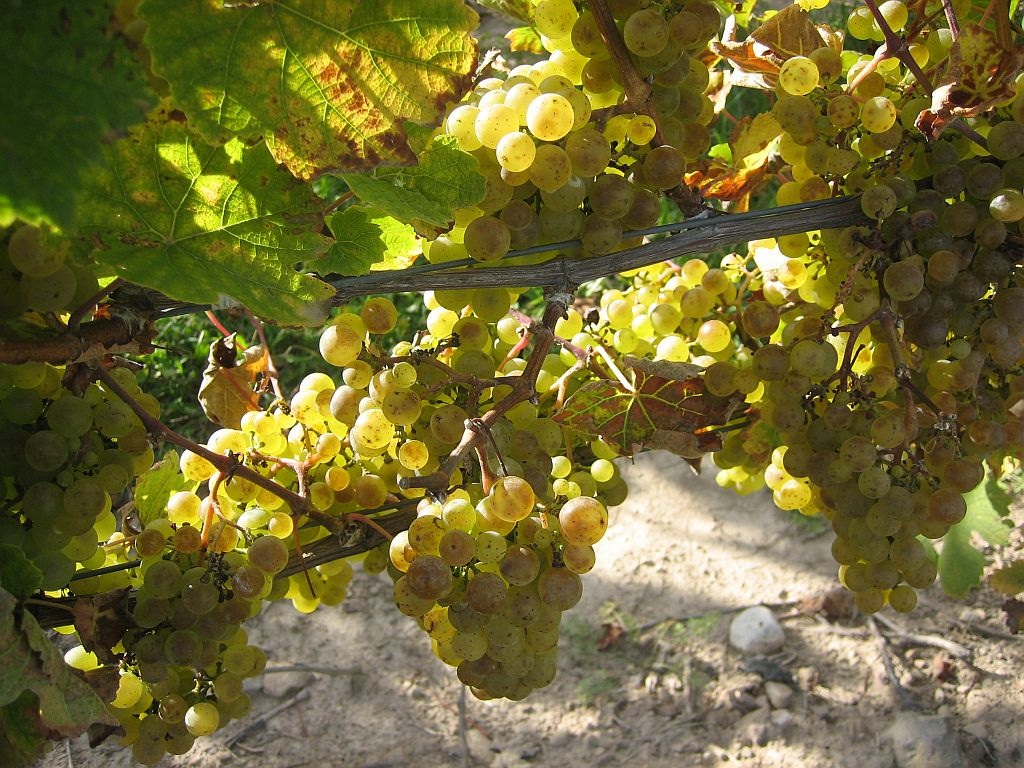 Love, Marriage, and Wine