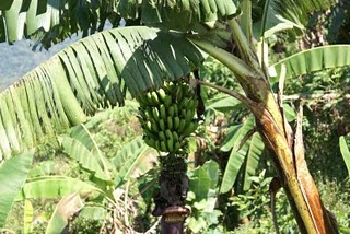 Peace Corp Travel: Bananas by the Bunch