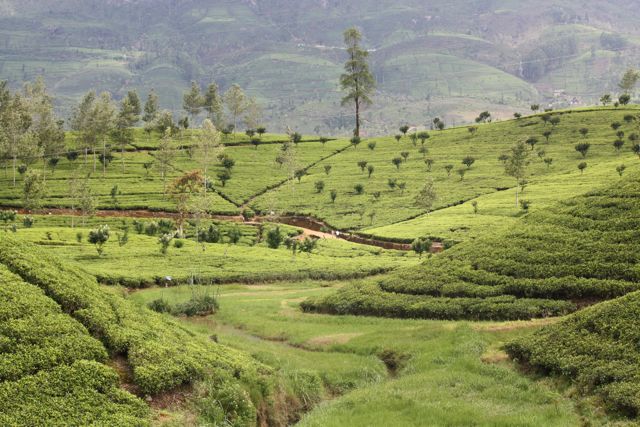 A Journey on the Ceylon Tea Trail