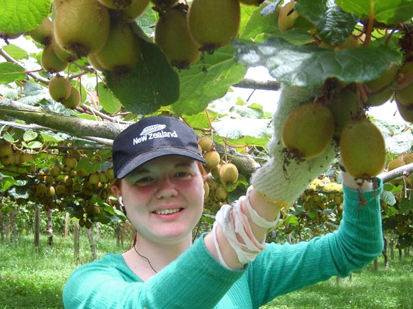 The Top 5 Jobs on a New Zealand Working Holiday