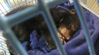 The LG Travel News Roundup: Animal Smuggler Caught in Bangkok Airport