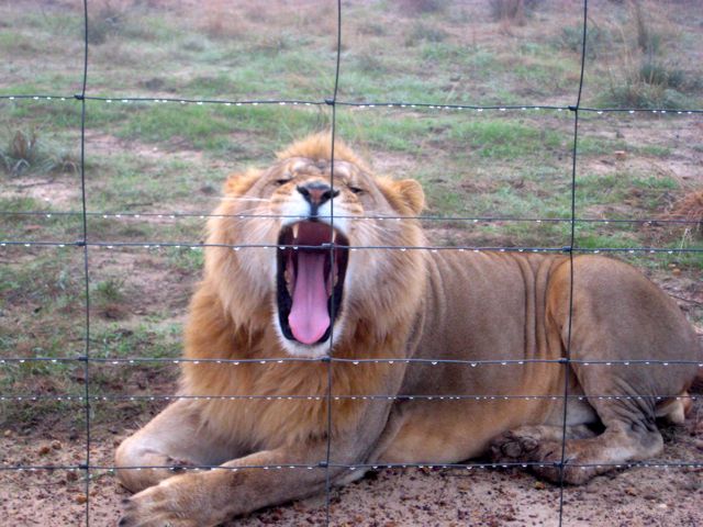 Slumber Party with Lions: Visiting South Africa’s Drakenstein Lion Park