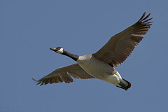 Air Travel News 6.28.11