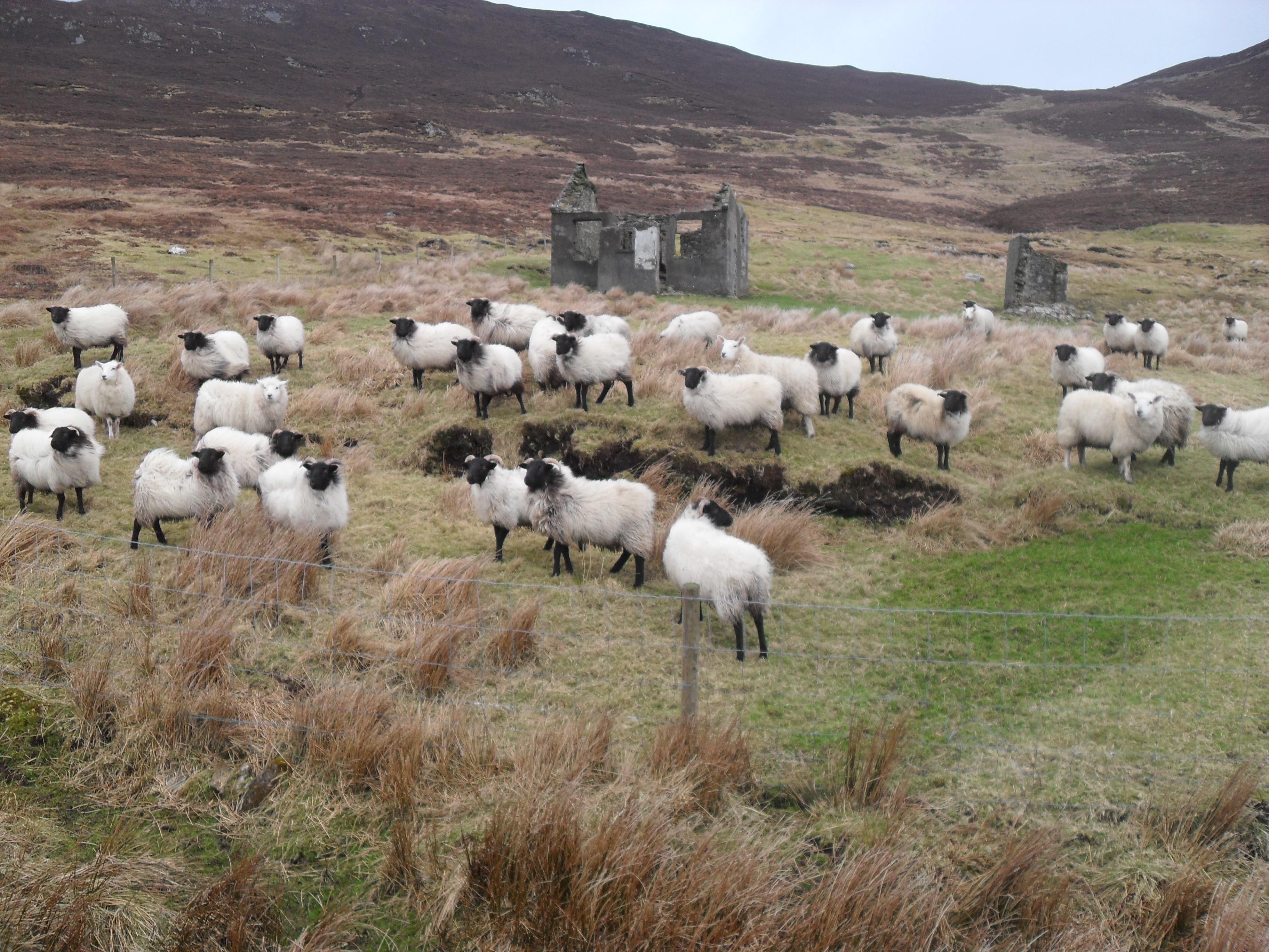 Beer, Boys & Best Buds: Road Tripping in Ireland