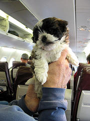 Air Travel News 8.16.11