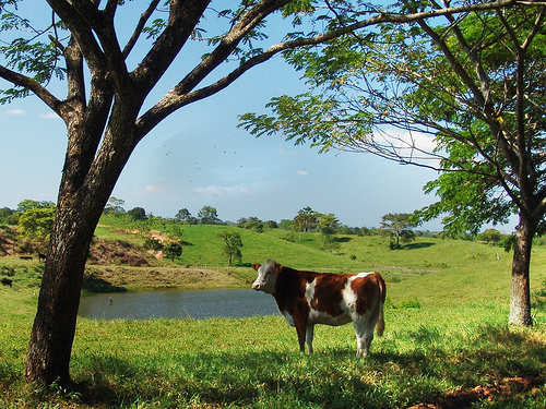 Switzerland: A Guide to Combining Cows and Cities