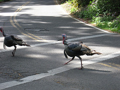 Air Travel News 10.11.11