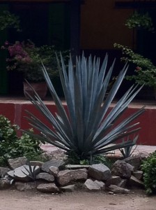 Tequila Agave