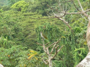 Ecuador Rainforest