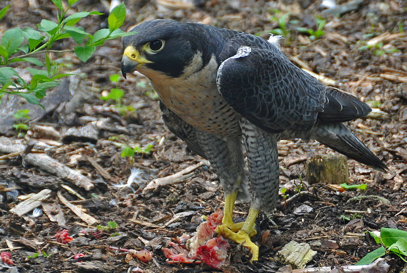 800px-Falco_peregrinus_-Nova_Scotia,_Canada_-eating-8